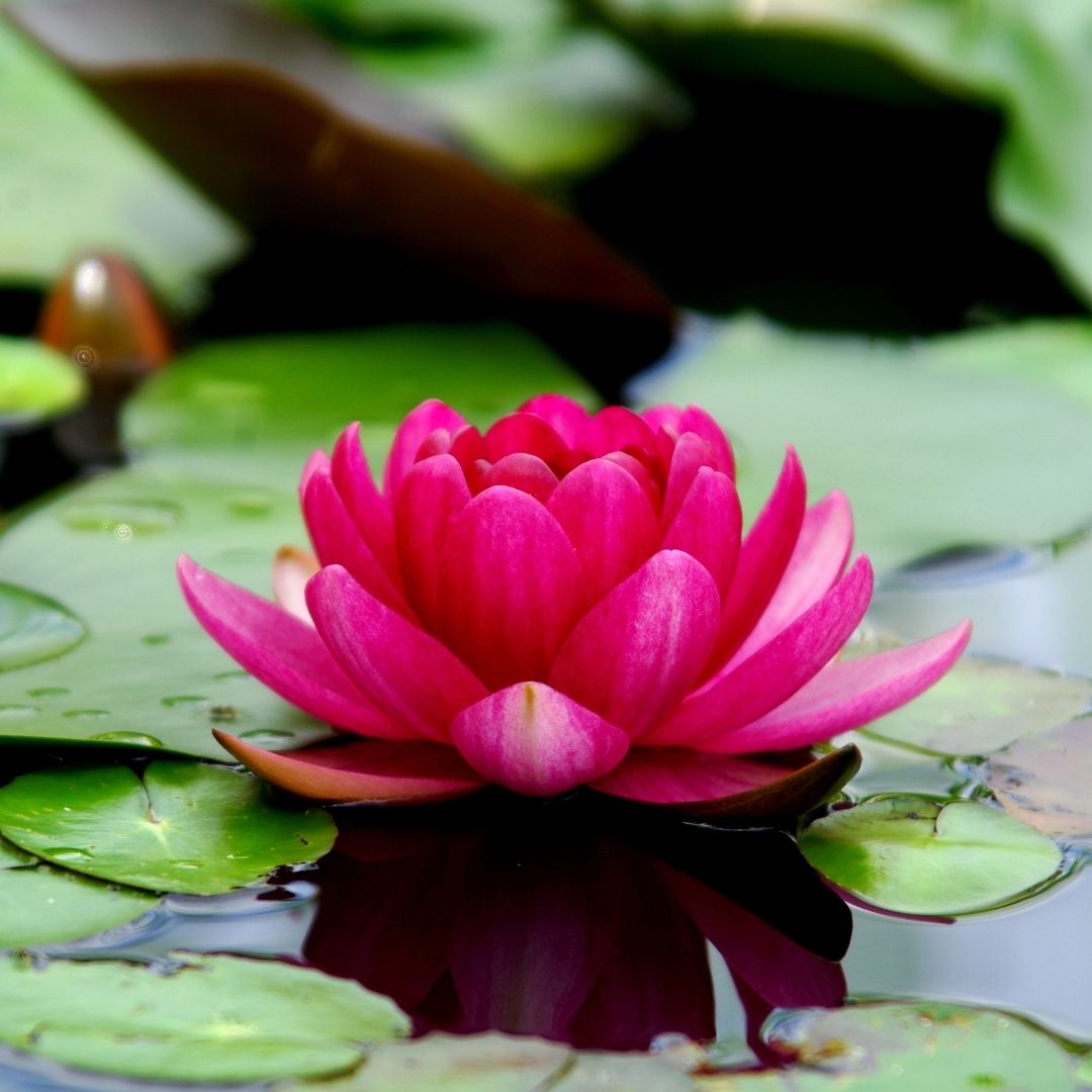 lotus flower emerging